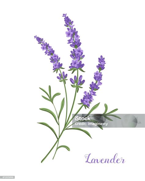 free lavender clipart|Explore 603+ Free Lavender Illustrations: Download Now .